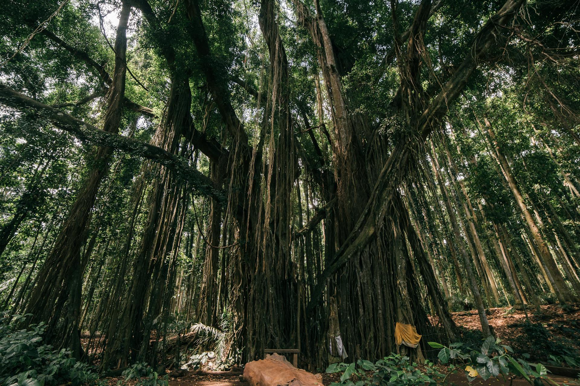 Lessons humans learn from trees